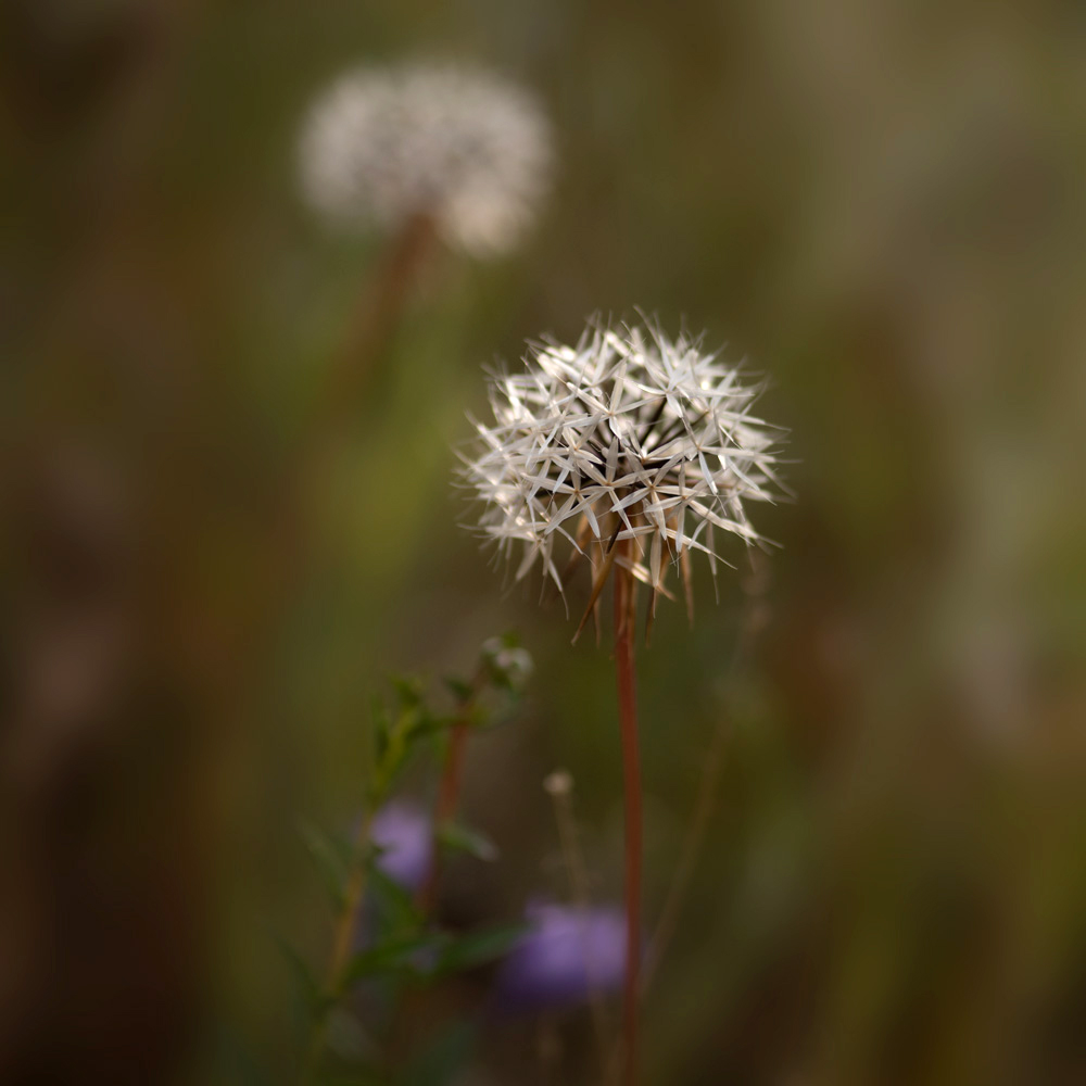 Uropappus Lindleyi, Silver Puffs