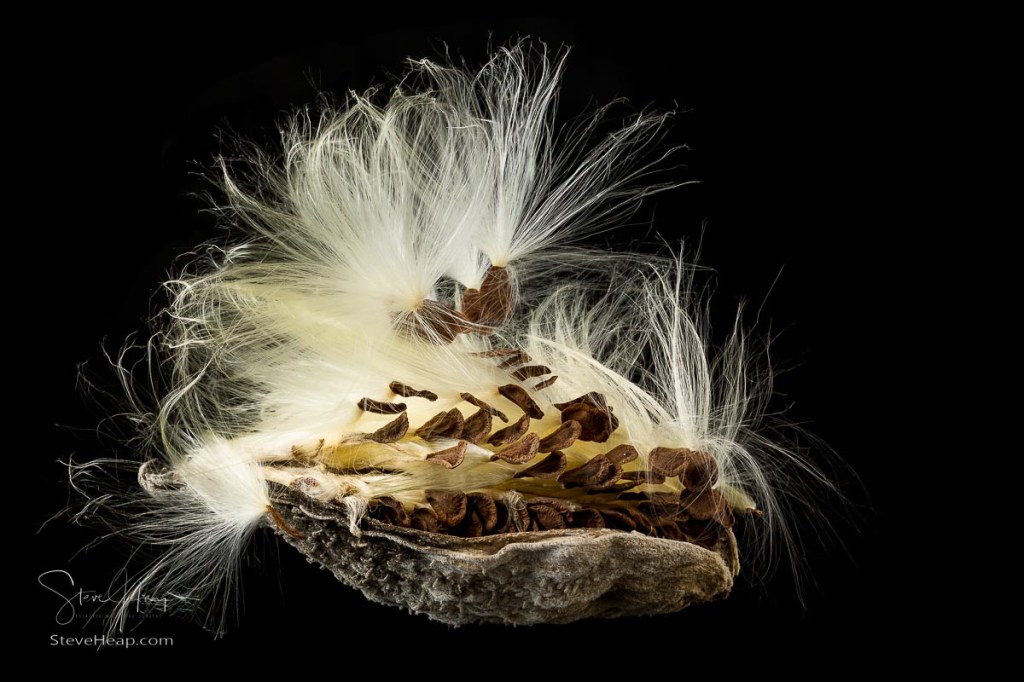 Highly detailed macro image of the seed pod from Swamp Milkweed flower Asclepias incarnata which has wispy windblown feathery strands attached to brown seeds that are carefully aligned in the shell