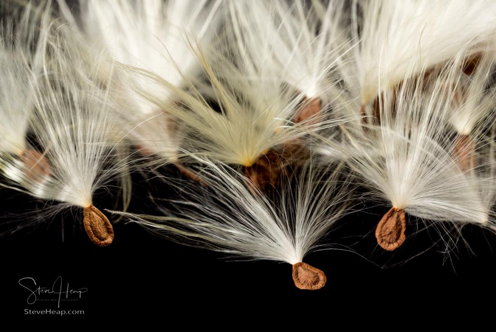 Arrangement of the seeds from Swamp Milkweed flower Asclepias incarnata