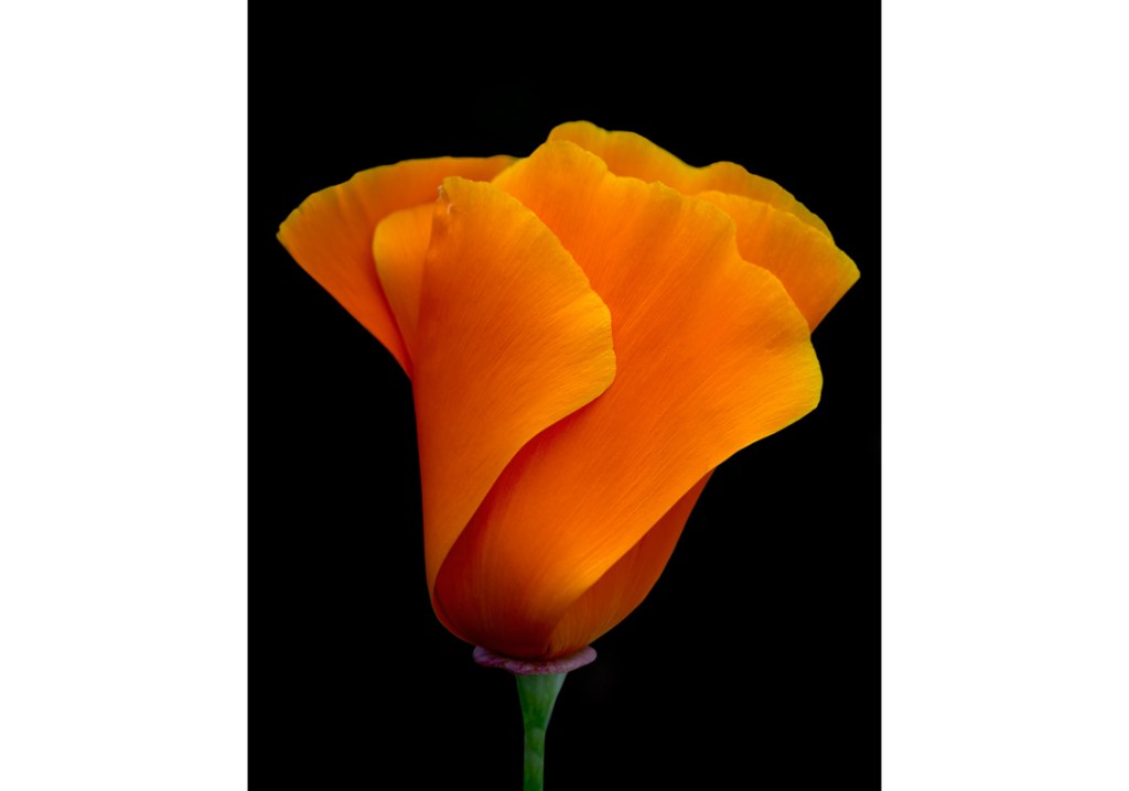 “Folded in”, an aborted photography project featuring the California Poppy, Eschscholzia&nbsp;californica