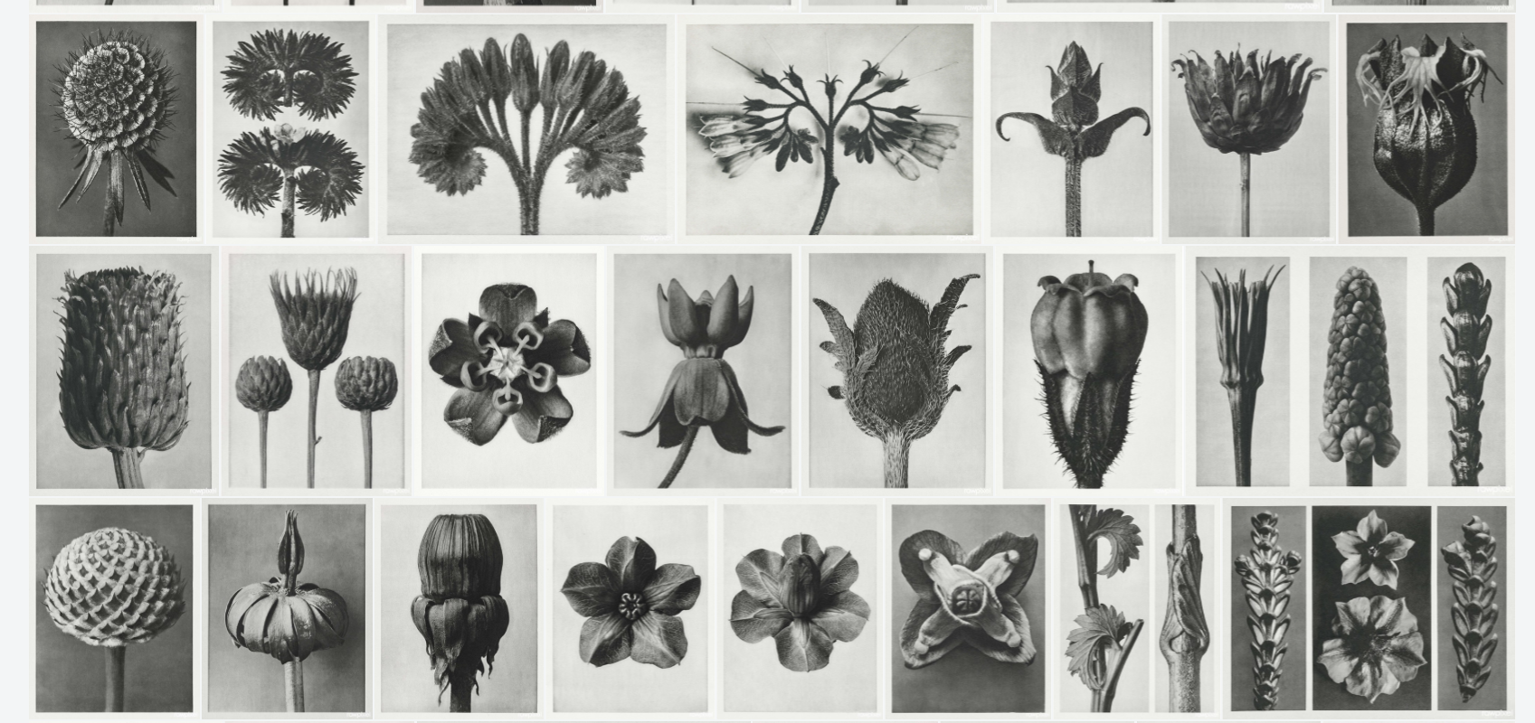 Inspiring Botanical Photographer Karl Blossfeldt It Is All About inspiring-botanical-photographer-karl-blossfeldt-it-is-all-about