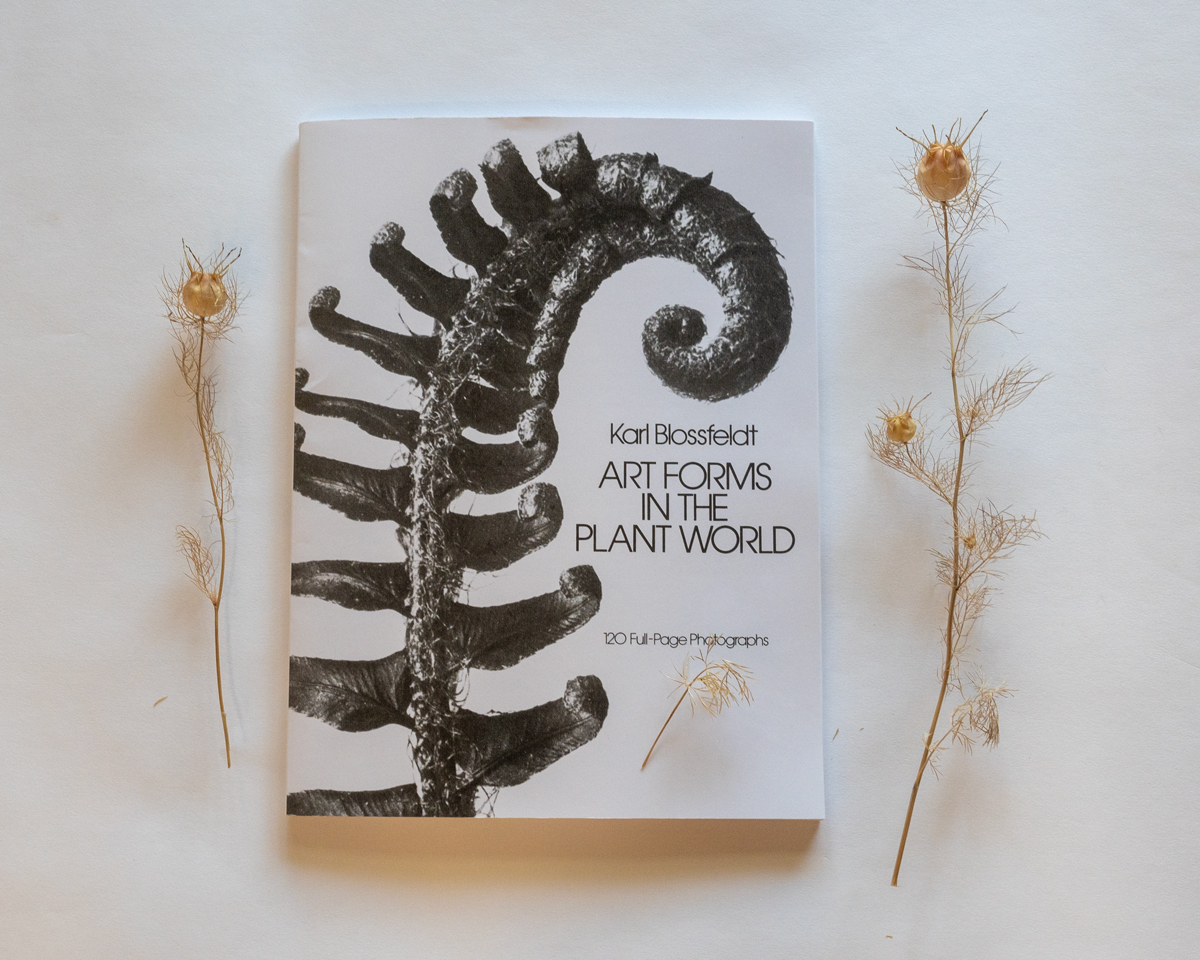 Inspiring botanical photographer – Karl Blossfeldt – It is all