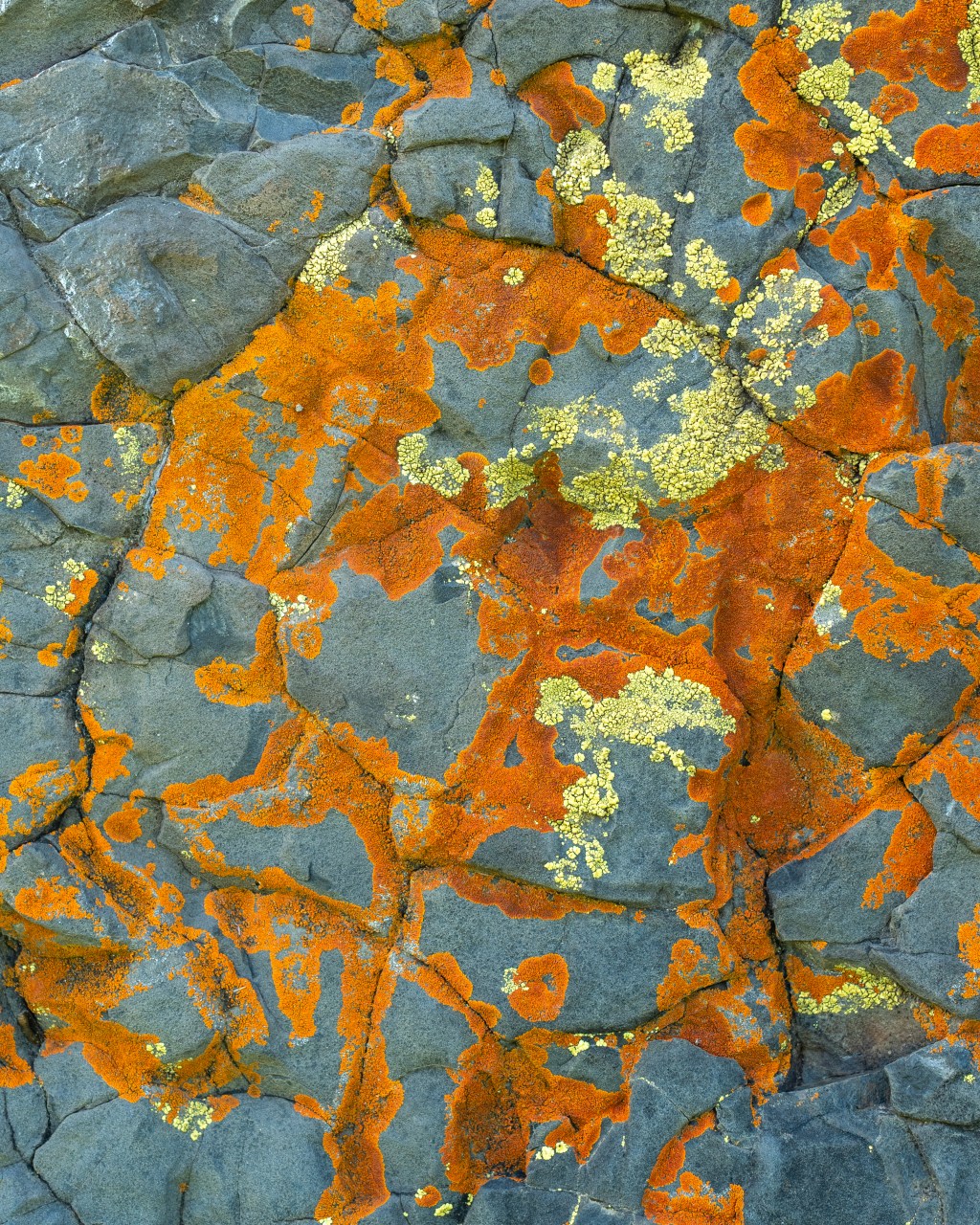 Natural Patterns in color: A Captivating lichen on a rock in Vacaville