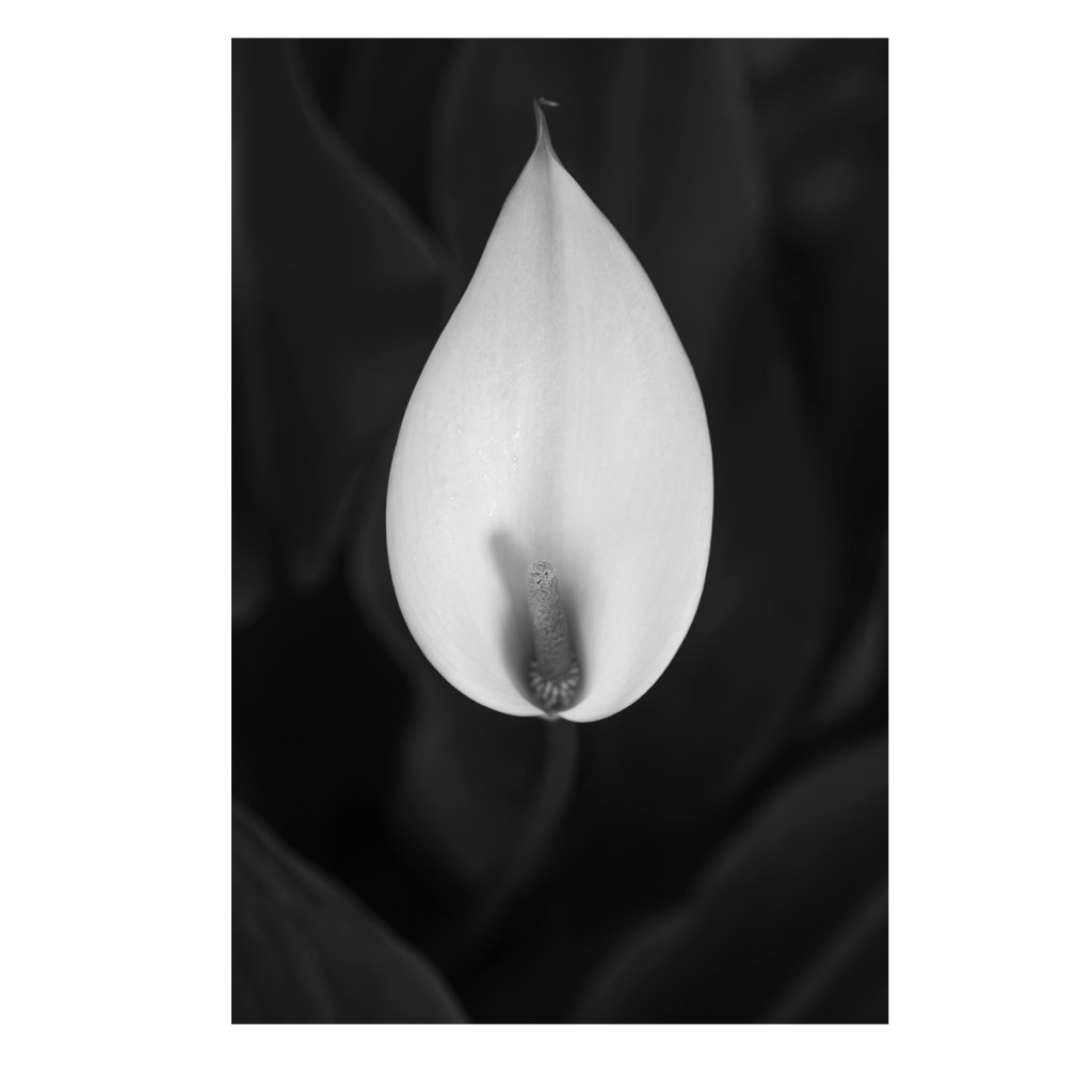 A Calla Lilly to celebrate the hope for&nbsp;spring