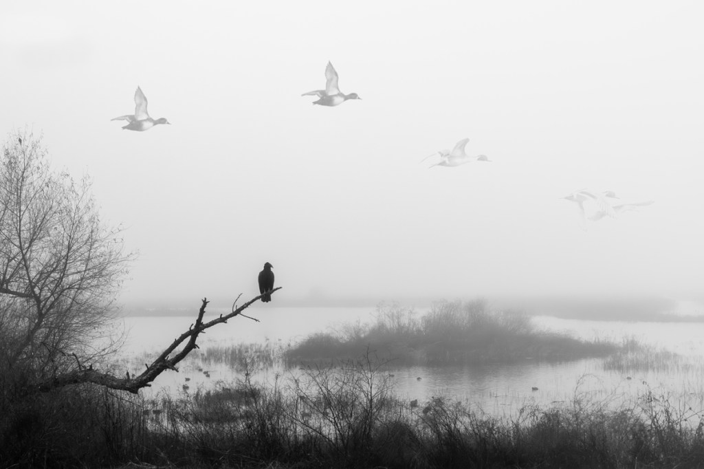 The beauty and bleakness of California’s Central Valley- part ten- Fading&nbsp;ducks