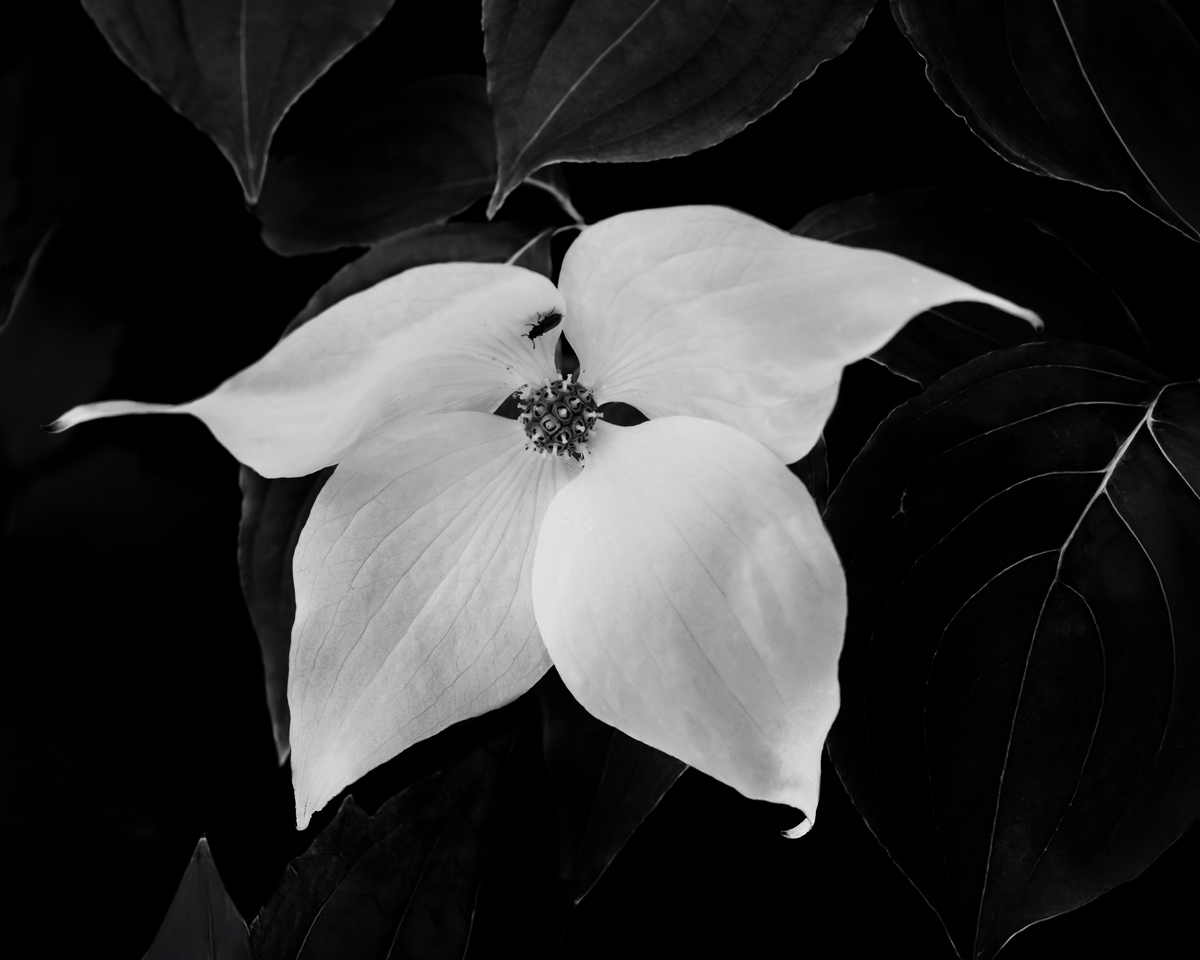 A Kousa Dogwood flower in black and white – It is all about the light