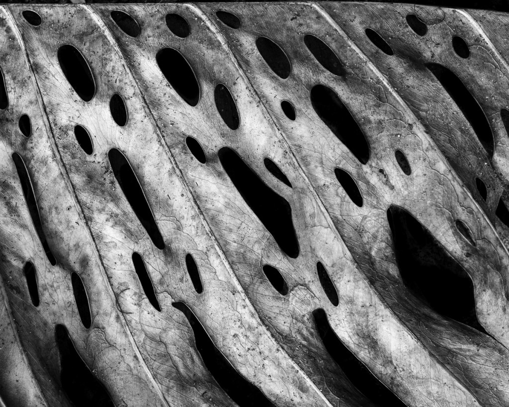 The dry leaf of Monstera deliciosa -Another&nbsp;view