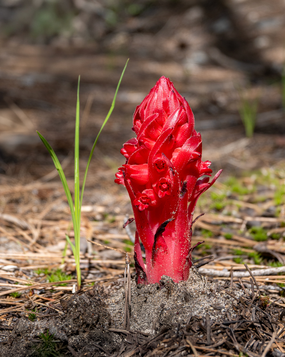 Unexpected Snow Plant sighting in Lovers’ Leap,&nbsp;California